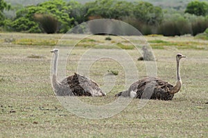 A couple of ostriches in De Hoop nature reserve