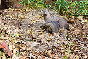 Couple otter