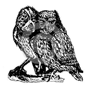 Couple of owls hand drawn sketch ink illustration