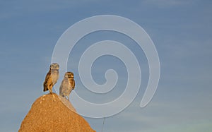 Couple of owls on the termite mound photo