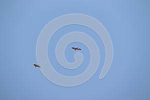 Couple Painted Storks flying in the sky with blue background