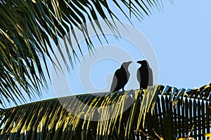 A couple of pair crows in the evening light looking at each other sits on palm tree branch