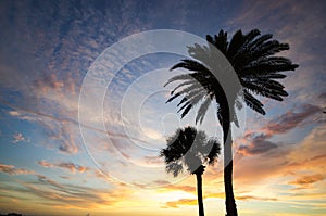 Couple of Palm Trees at Sunset