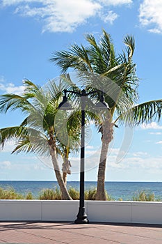 De palmeras árboles en fortaleza Playa 