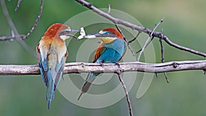 Couple of paradise birds feeding each other