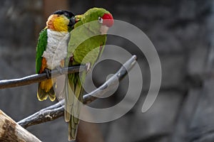 Parrot sleeping on a tree branch