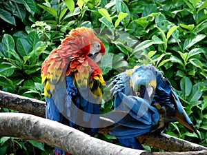 Couple parrots photo