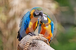 Couple of parrots kissing