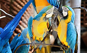 Couple of parrots kissing. Parrot ara ararauna. Blue and gold macaw.