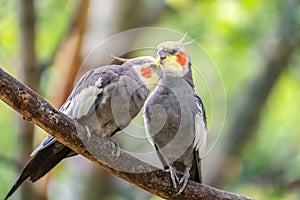 A couple of Parrots in love - cockatiel on a tree branch. Close-up of the bird in the wild