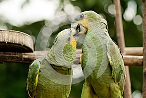 Couple of parrots love kiss