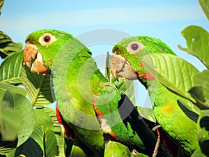 A couple of parrots maritaca on guava tree.