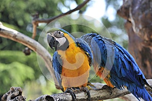Couple of parrots