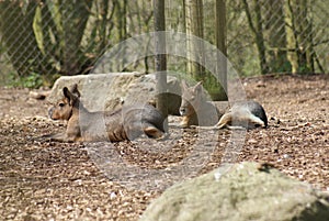 Couple of Patagonian Mara - Dolichotis patagonum