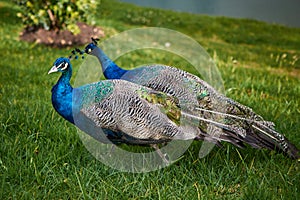 Couple of peacocks walking on the green grass at sunset