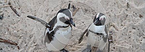 Couple of Penguin stay at Boulders Beach near Simons Town , panorama