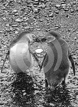 Couple of Penguin Ushuaia, tierra del fuego, argentina