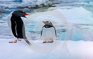 Couple of penguins on blue ice background. Antarctica wildlife. Gentoo.