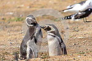 Couple of Penguins Chiean Anctartica