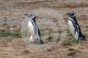 Couple of Penguins Chiean Anctartica photo