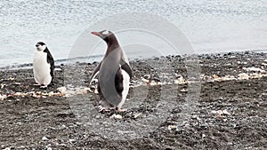 Couple of penguins on the stone coast of the Antarctic peninsula at cloudy weather