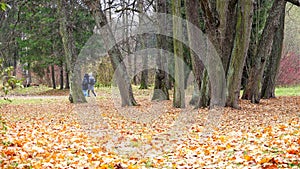 A couple of people breathe the air in the Park with Golden leaves