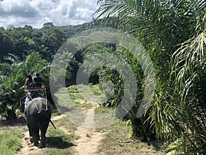 A couple of people riding an elephant during a tour for tourists in the jungle, rear view