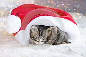 A couple of pets sleep under a Christmas hat. Kittens for Christmas and New Year.