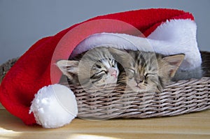 A couple of pets sleep under a Christmas hat. Kittens for Christmas and New Year.