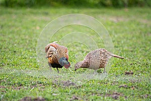 A couple of pheasants on a field on the island of Ven photo