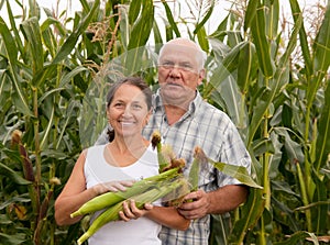 Couple picking corn.