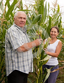 Couple picking corn ears.