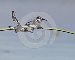 A couple of Pied Kingfishers take off photo