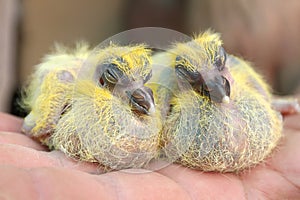 Couple Pigeon nestlings baby cheeper sitting on hand