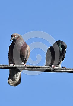 Couple of pigeons, arguing contradictory discussions, upset, sun, clear sky, nature, birds in urban areas