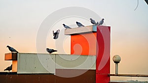 Couple of Pigeons or Columba livia flying on the buildings. Feral pigeon on roof of building in school on sky background