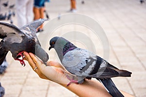 Couple of pigeons eating from the man hands