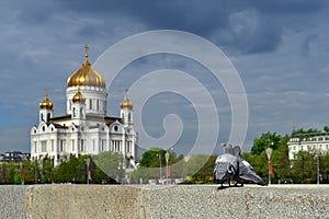 A couple of pigeons in front of the Cathedral of Christ the Savior. Moscow, Russia.
