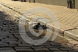 Couple of pigeons that have a bath in a puddle. Loving pigeons at the city street