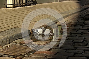 Couple of pigeons that have a bath in a puddle. Loving pigeons at the city street