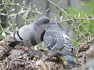 A couple of pigeons in love. Valentine postcard. Bird kiss.