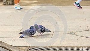 Couple of pigeons lovers kissing on the foot path floor