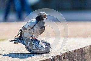 Couple of pigeons