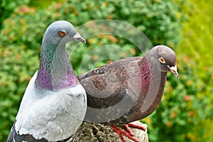 A couple of pigeons