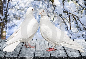 Couple pigeons on the table