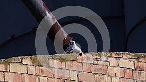 Couple of Pigeons white and grey Columba Livia passionately kissing on a damaged brick wall