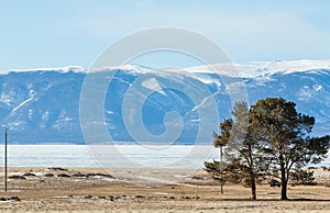 Couple of pine trees on the beach of Olkhon island,frozen Baikal
