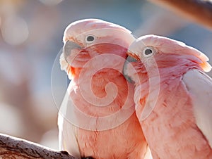 A couple of pink birds sitting on top of a tree branch