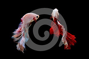 Couple of pink blue and metallic white red  betta fish, Siamese fighting fish was isolated on black background with action of