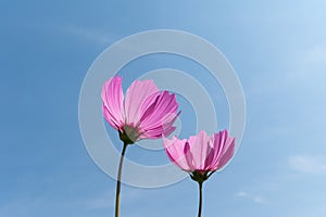 Couple Pink Cosmos flowers on Clear Blue Sky with Sun Backlit